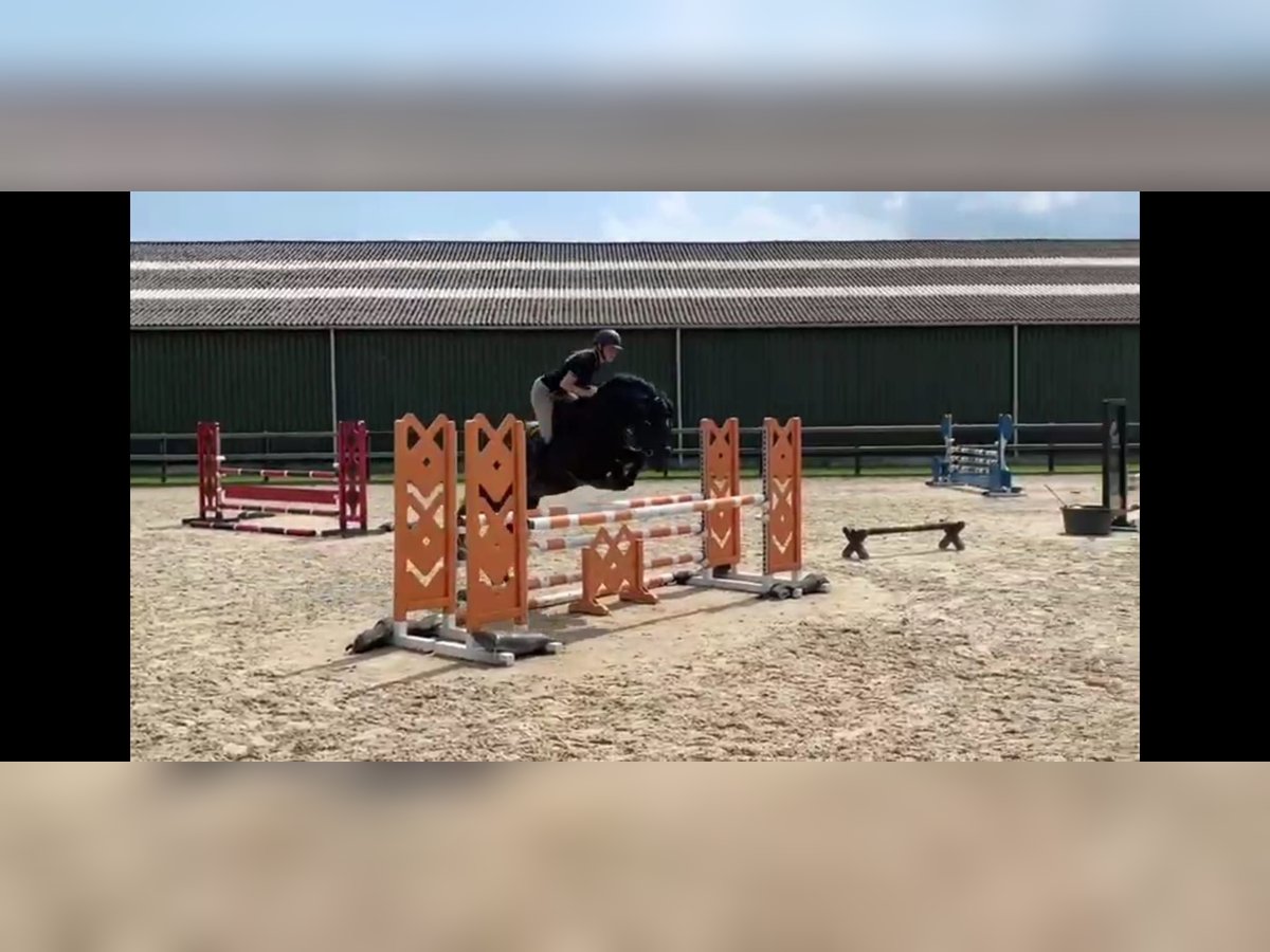 New Forest Pony Hengst 11 Jaar 148 cm Donkerbruin in Heino