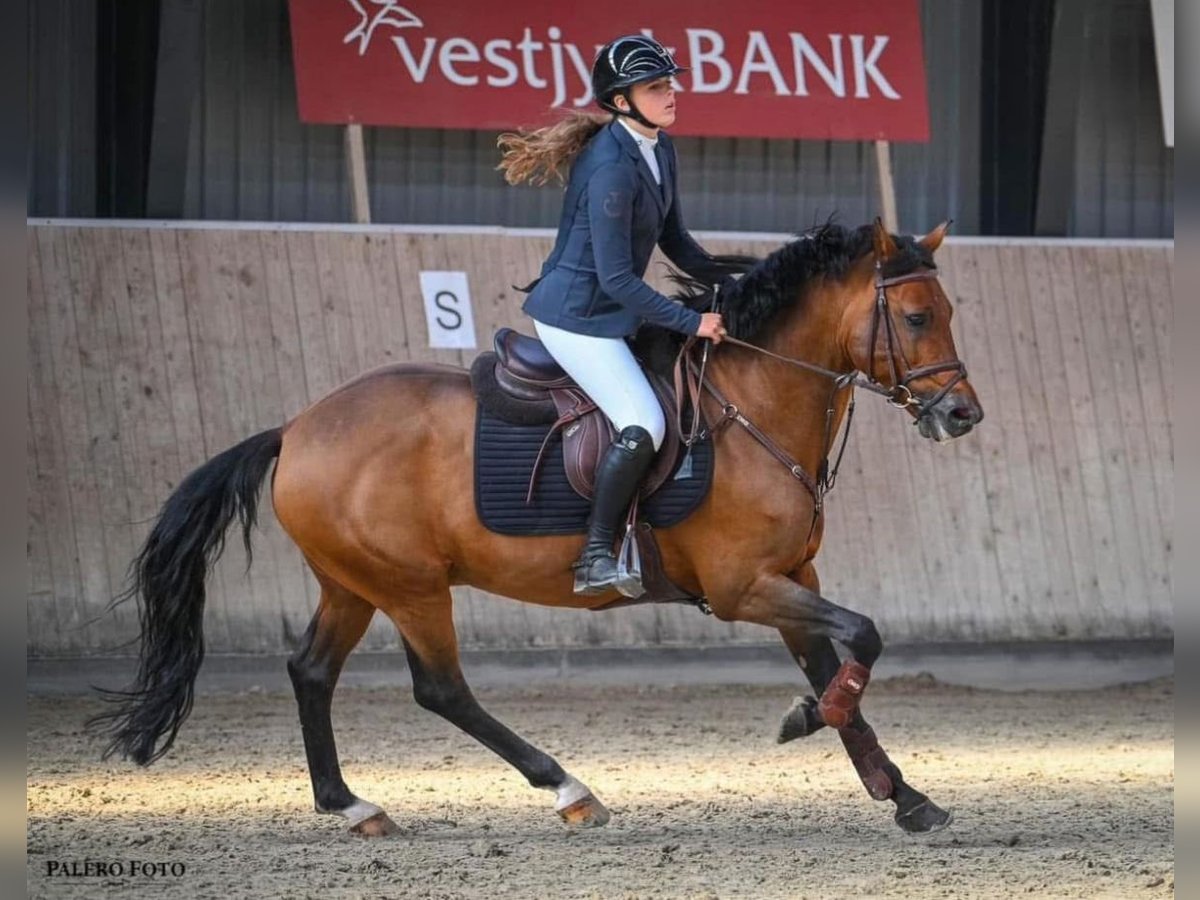 New Forest Pony Hengst 14 Jahre 148 cm Rotbrauner in Gråsten