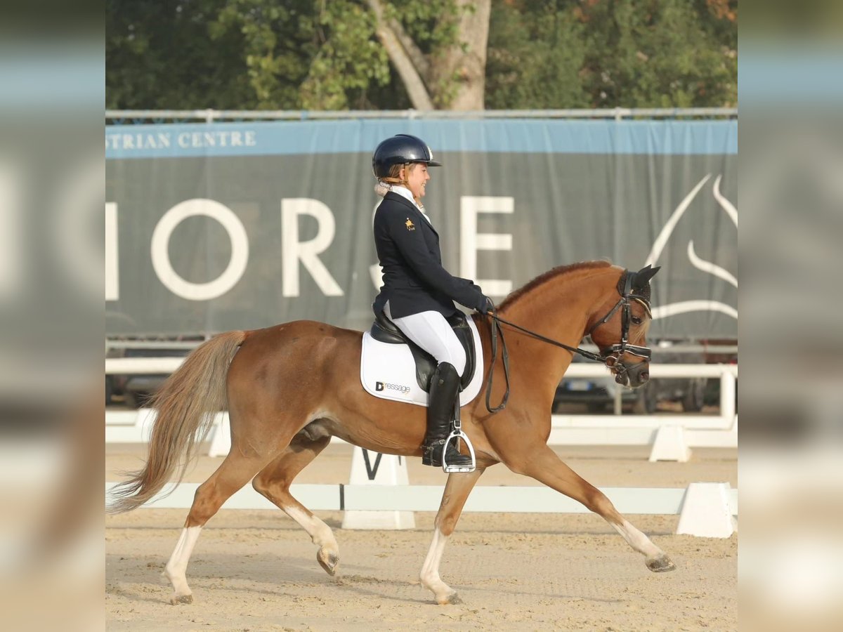 New Forest Pony Hengst 15 Jaar 134 cm in Usmate Velate