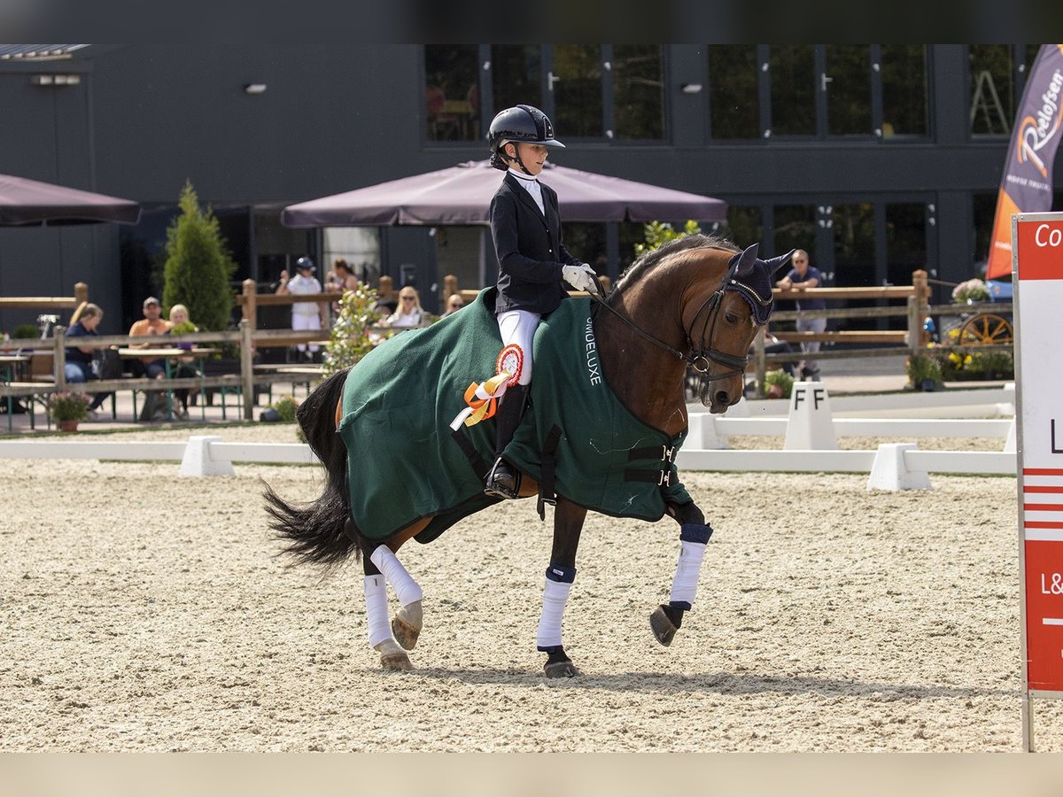 New Forest Pony Hengst 16 Jahre 148 cm Brauner in Bergeijk