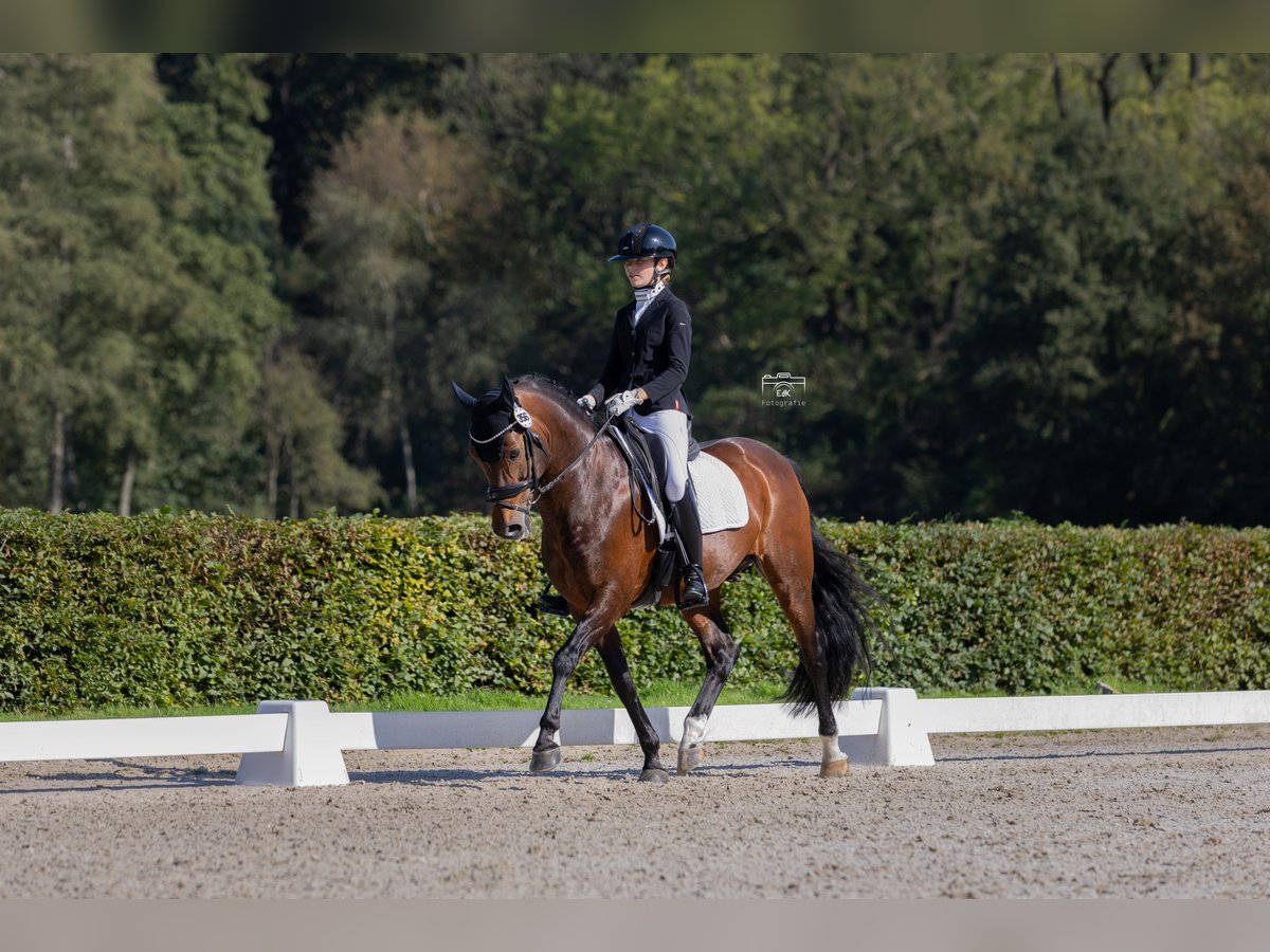 New Forest Pony Hengst 16 Jahre 148 cm Dunkelbrauner in Bergeijk