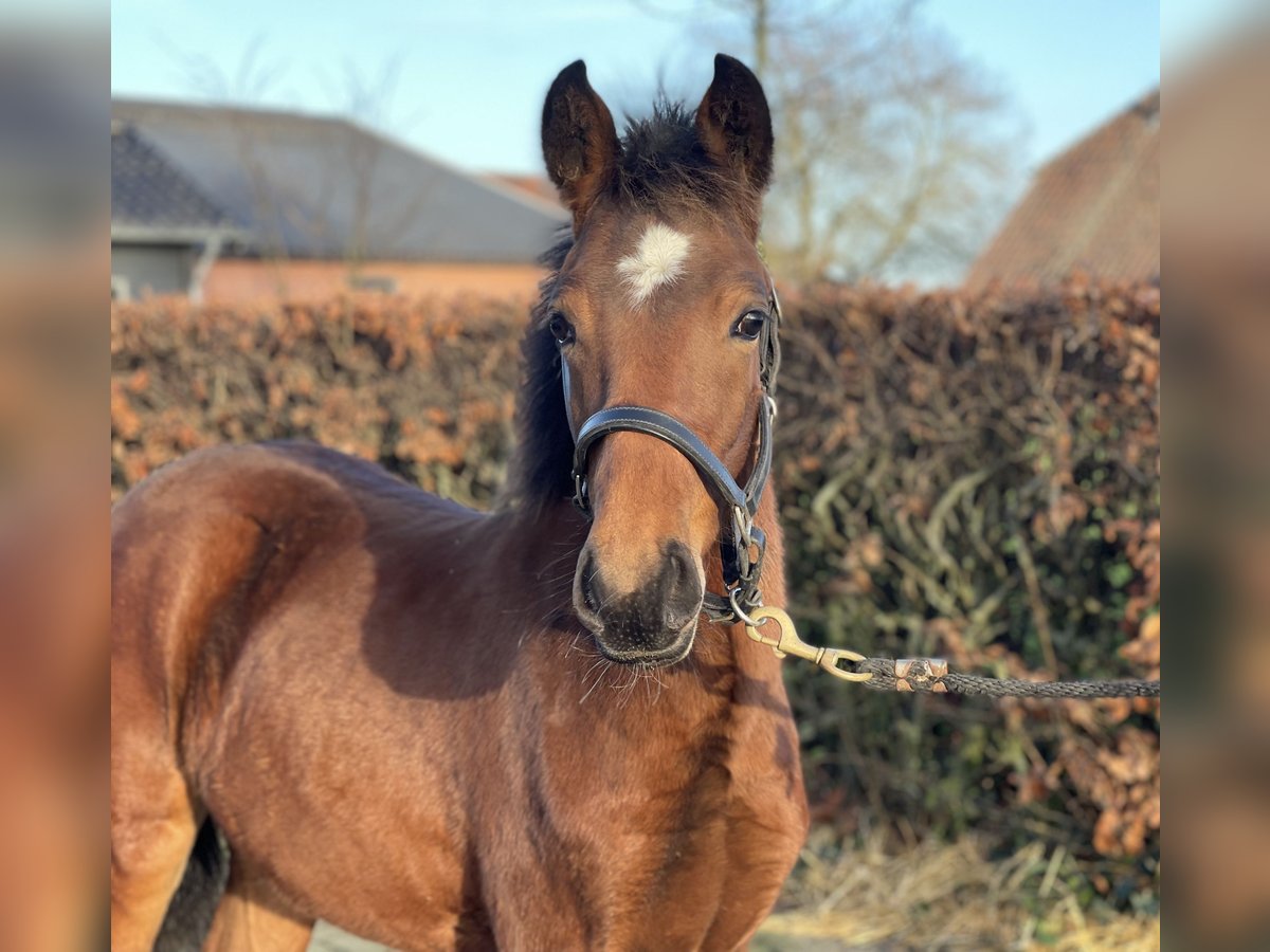 New Forest Pony Hengst 1 Jaar 148 cm Bruin in Zieuwent