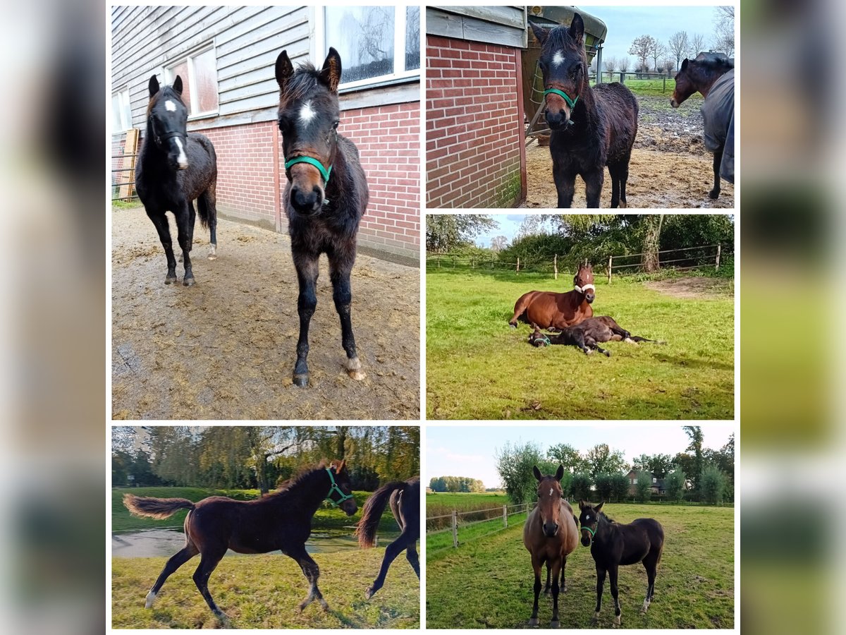 New Forest Pony Hengst 1 Jaar Zwartbruin in Wilp