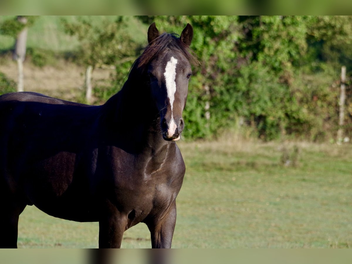 New Forest Pony Hengst 1 Jahr 142 cm Dunkelbrauner in Compiègne