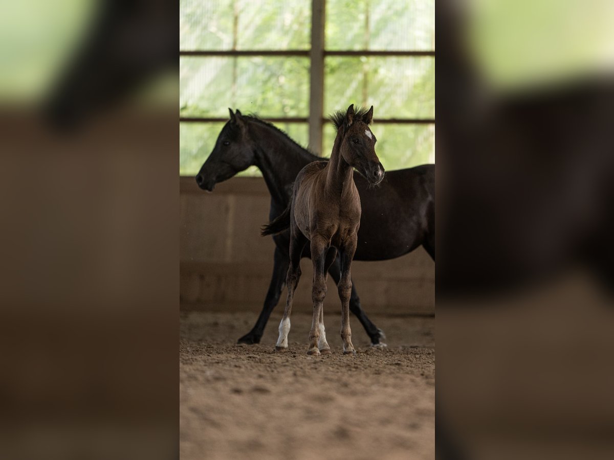 New Forest Pony Hengst 1 Jahr 144 cm Rappe in Riesbriek