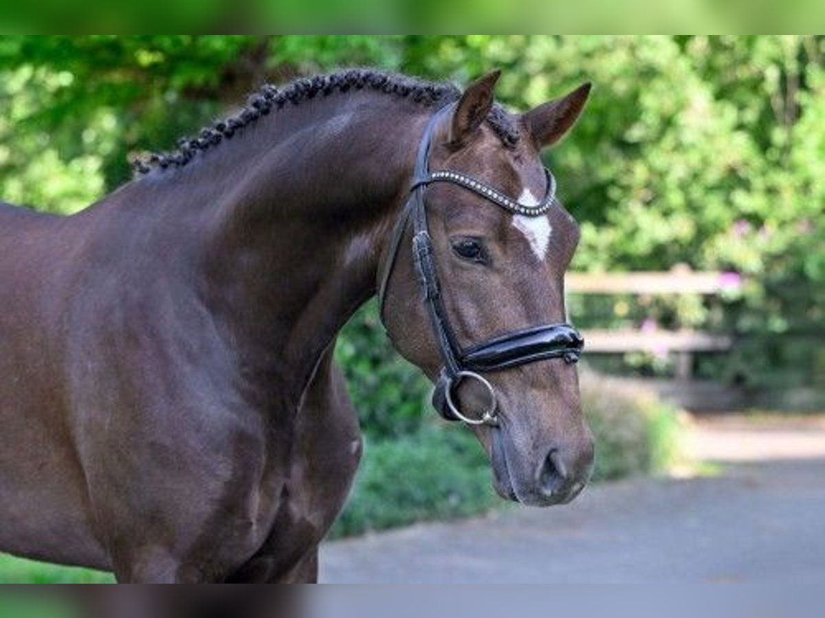 New Forest Pony Hengst 3 Jahre 148 cm in Heerde