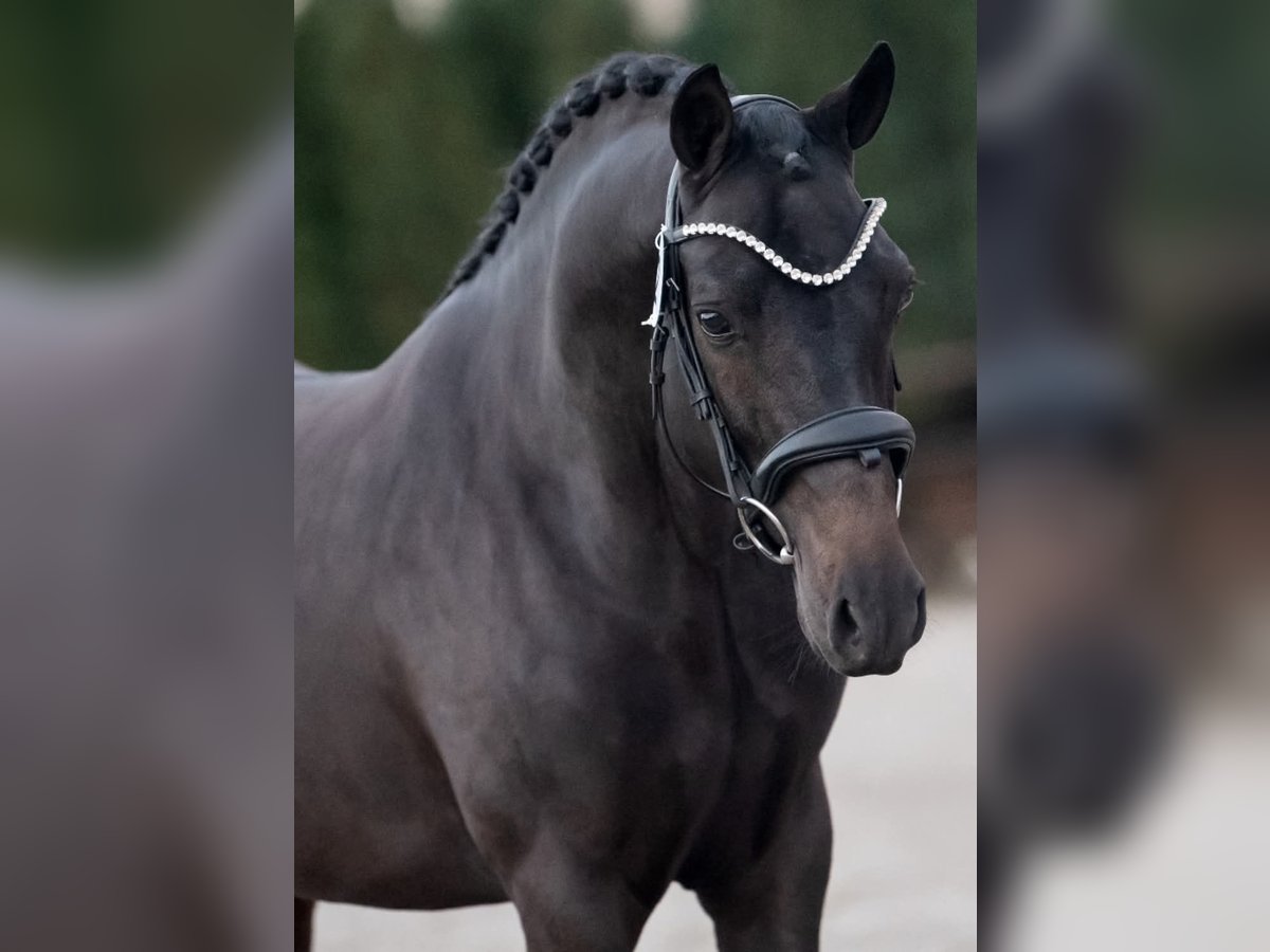 New Forest Pony Hengst 4 Jaar 144 cm Zwart in Landsmeer