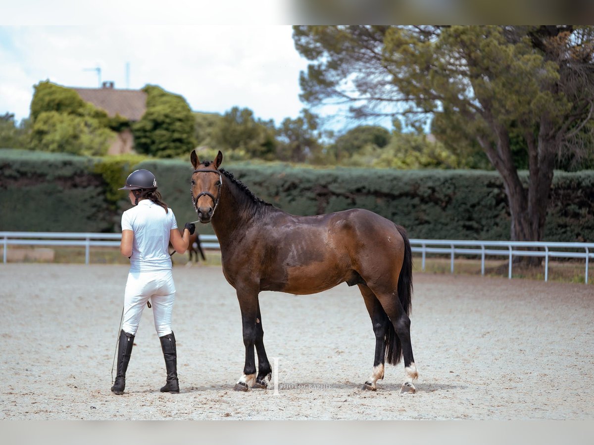 New Forest Pony Hengst 4 Jahre 150 cm Brauner in Aspres-sur-Buëch