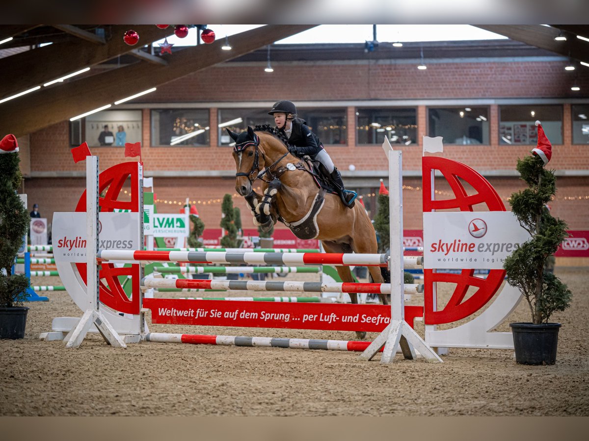 New Forest Pony Hengst 6 Jahre 148 cm Brauner in Rodewald