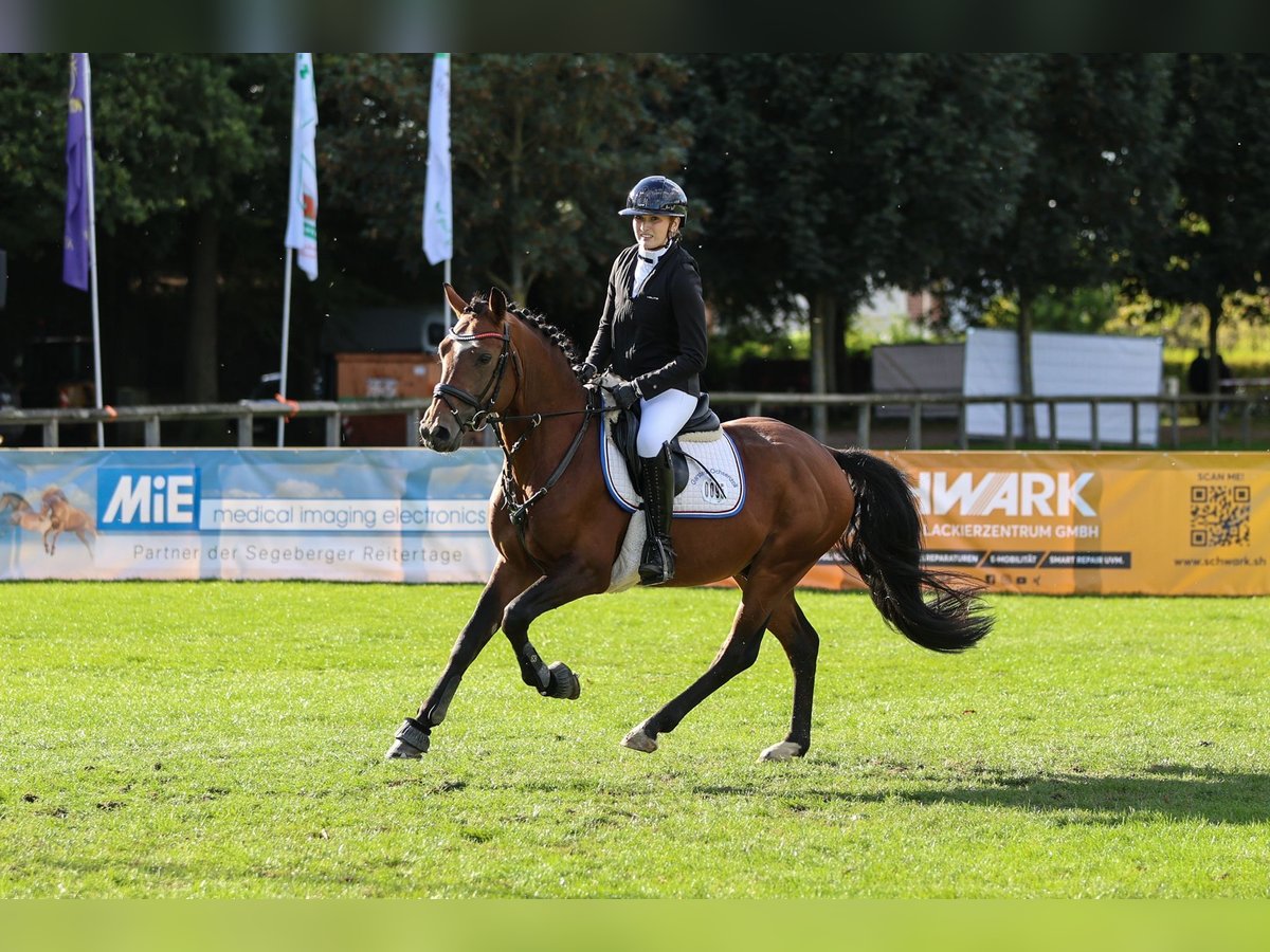 New Forest Pony Hengst 7 Jaar 148 cm Bruin in Pronstorf