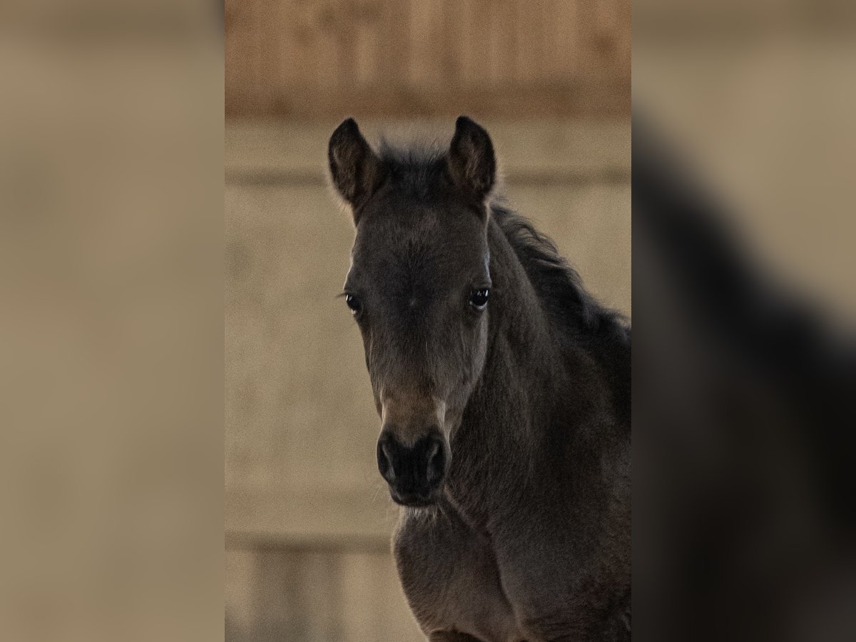 New Forest Pony Hengst Fohlen (03/2025) 145 cm Brauner in Jork