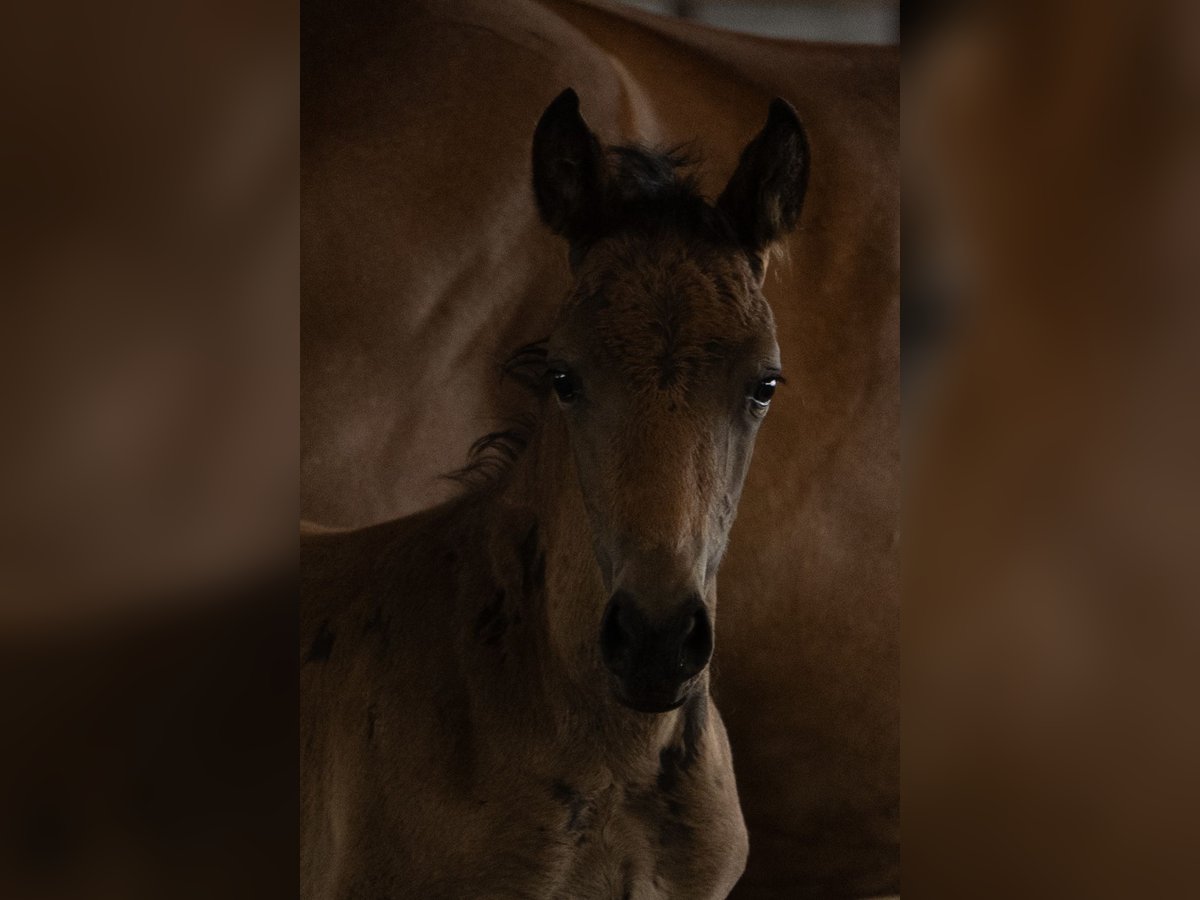 New Forest Pony Hengst Fohlen (05/2025) 145 cm Dunkelbrauner in Pronstorf