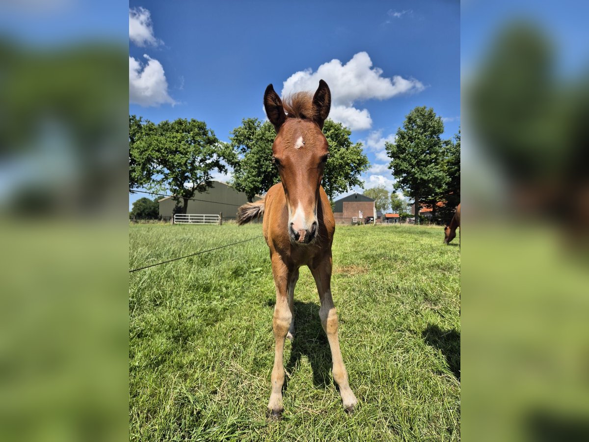 New Forest Pony Hengst  Fuchs in Nispen