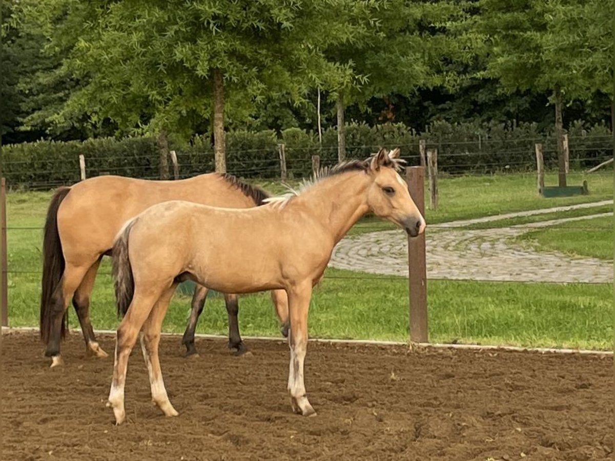 New Forest Pony Mix Hengst veulen (04/2024) 140 cm Buckskin in Haps