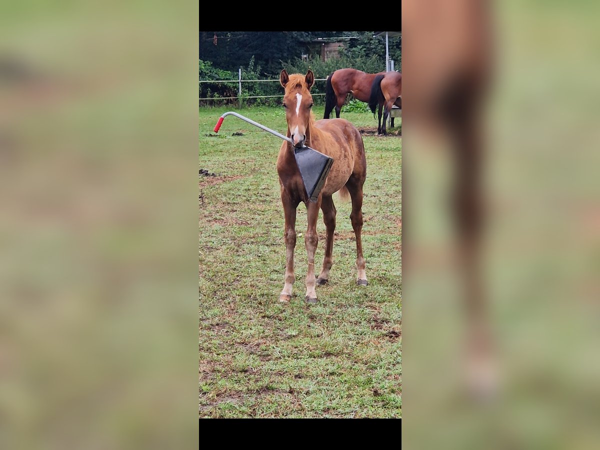 New Forest Pony Hengst veulen (05/2024) Vos in Garlstorf