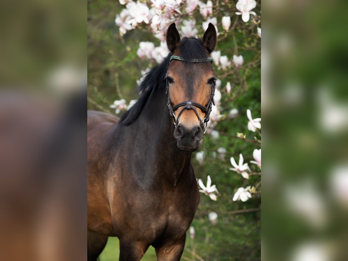 New Forest Pony Mare 11 years 14,1 hh Brown in Tijnje