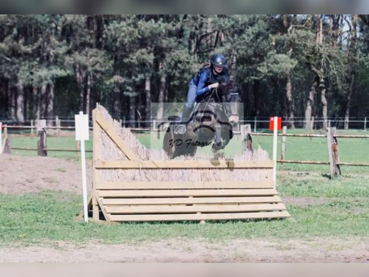 New Forest Pony Mare 11 years 14,1 hh Smoky-Black in Egem