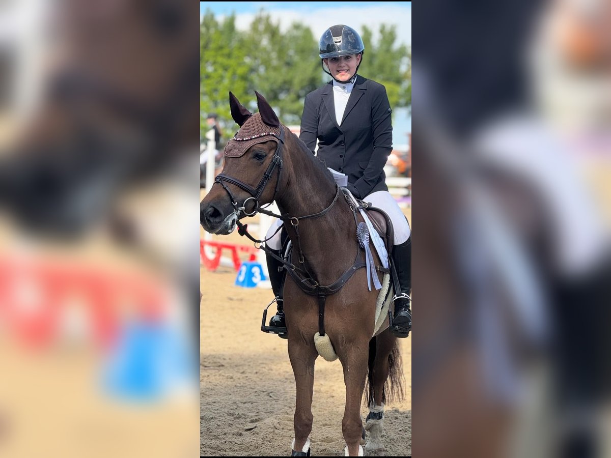 New Forest Pony Mare 11 years 14,2 hh Chestnut-Red in Recke, bei Osnabrück New Forest Pony Mare 11 years 14,2 hh Chestnut-Red in Recke, bei Osnabrück