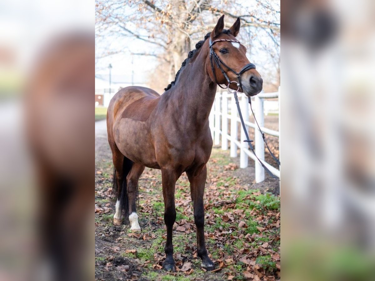 New Forest Pony Mare 12 years 14,2 hh Brown in Ebreichsdorf