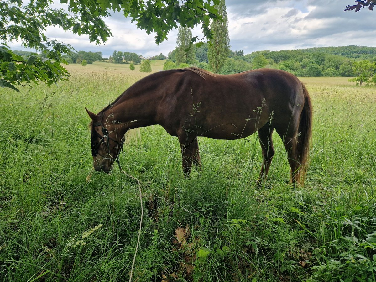 New Forest Pony Mix Mare 12 years 14,2 hh Chestnut-Red in Niedererbach