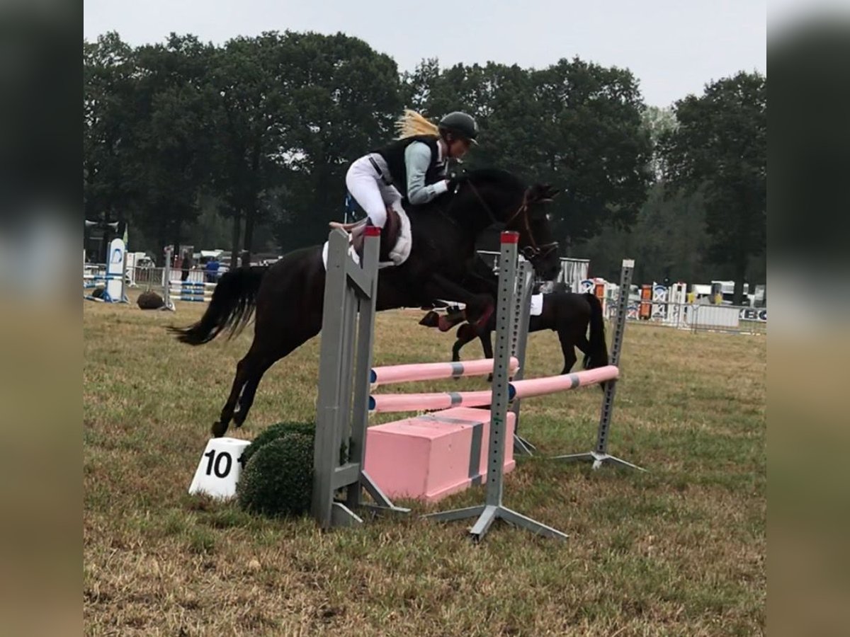 New Forest Pony Mare 14 years 13,1 hh Black in Dongen