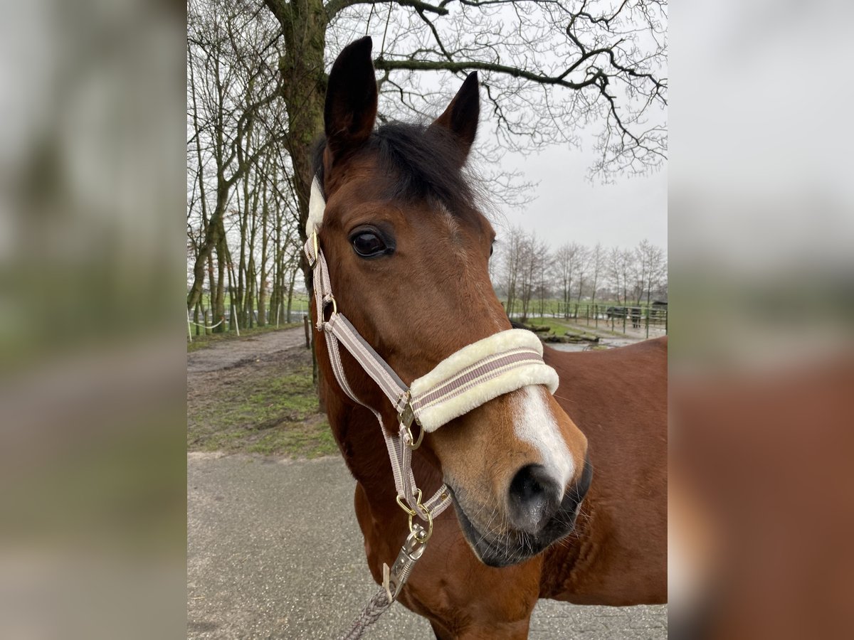 New Forest Pony Mare 15 years 14,3 hh Brown in Leezdorf