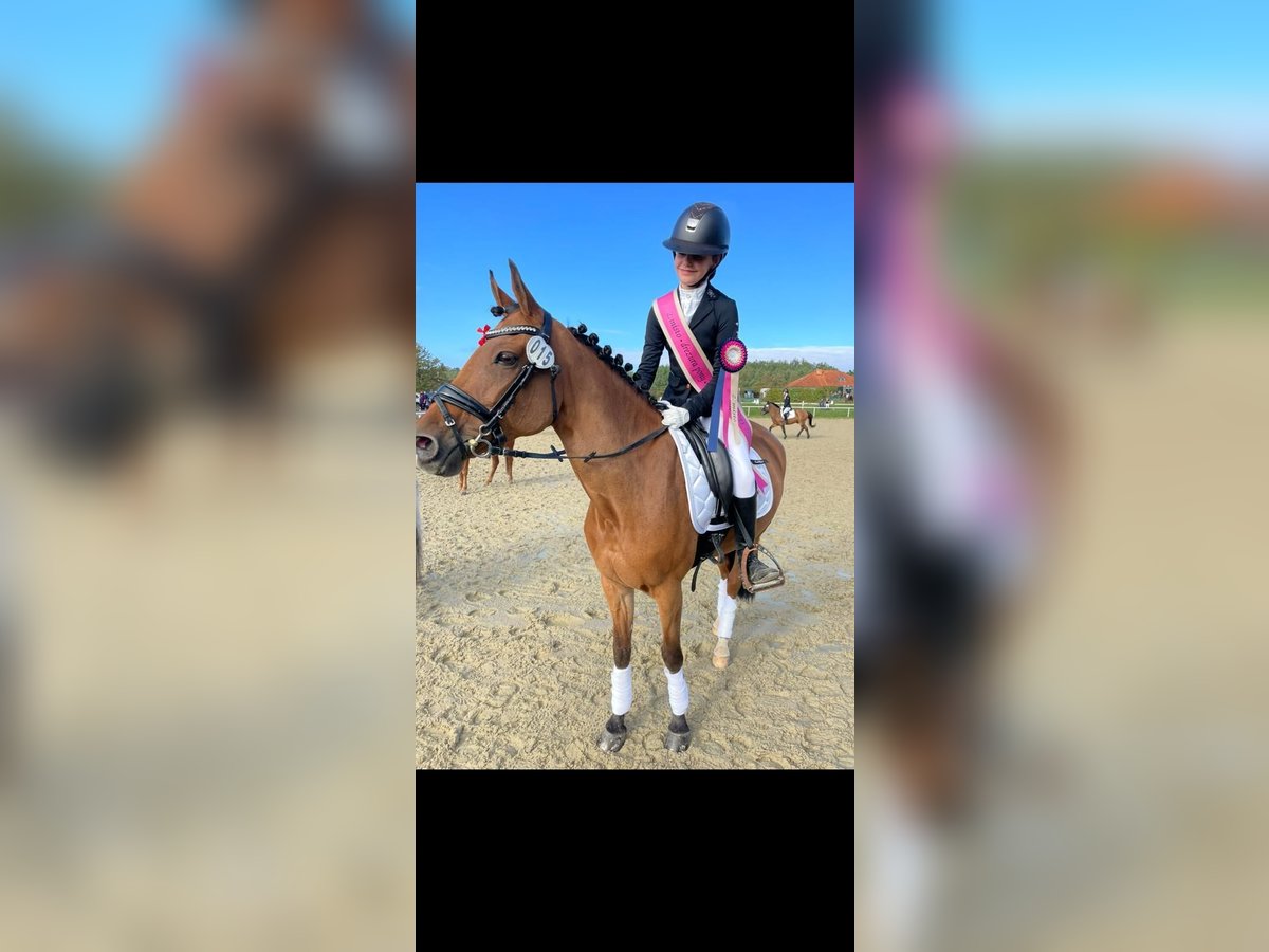 New Forest Pony Mare 15 years 14,1 hh Brown in Prag