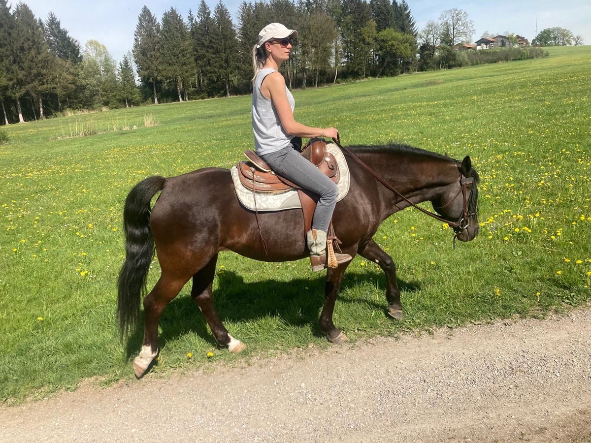 New Forest Pony Mare 15 years 14,2 hh Chestnut in K&#xF6;nigsdorf/H&#xF6;fen