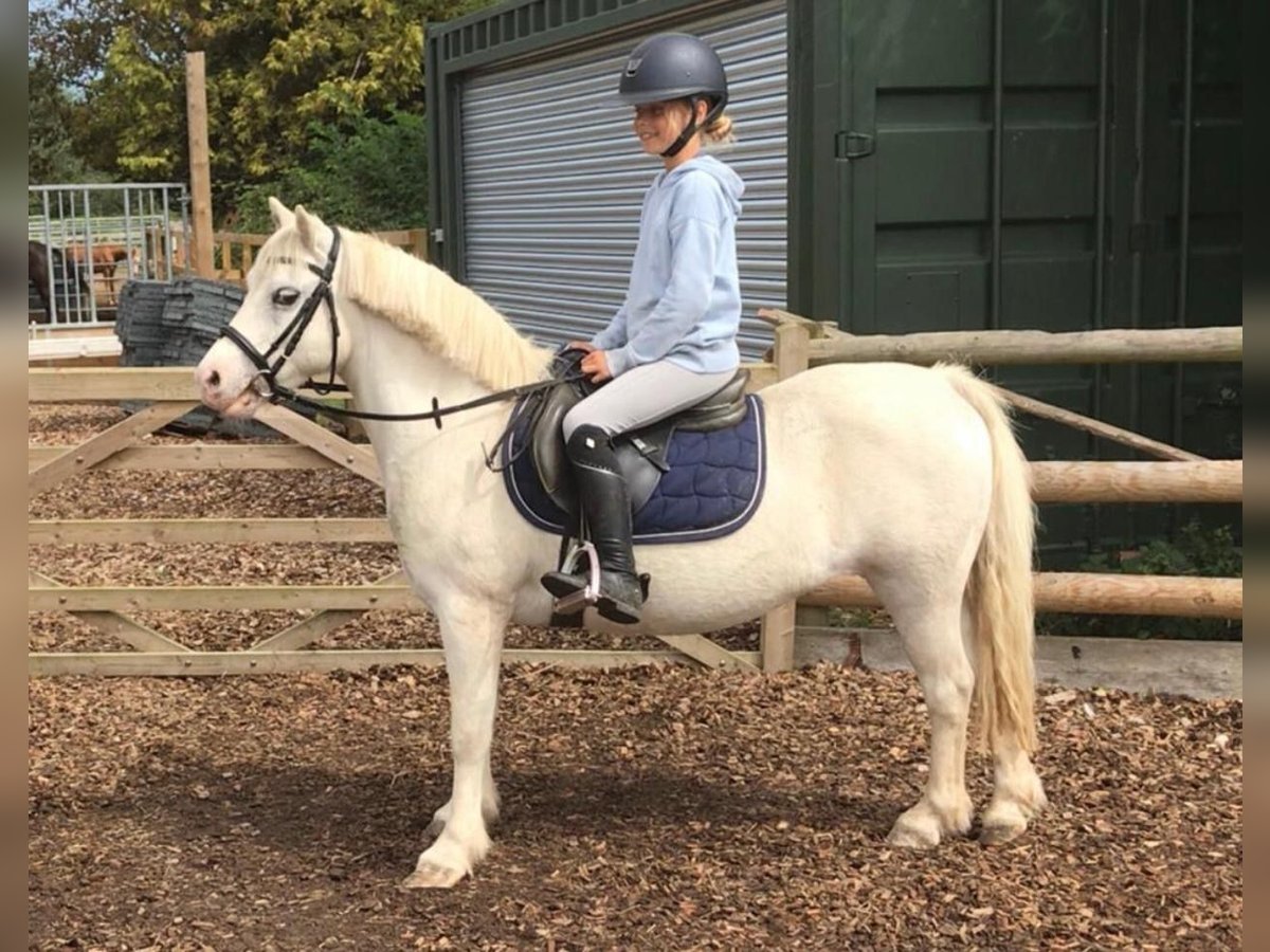 New Forest Pony Mare 18 years 12 hh Gray in Folkestone