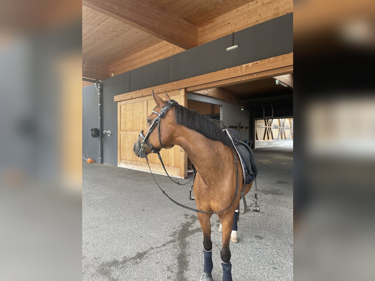 New Forest Pony Mare 18 years 14,2 hh Brown in Innsbruck