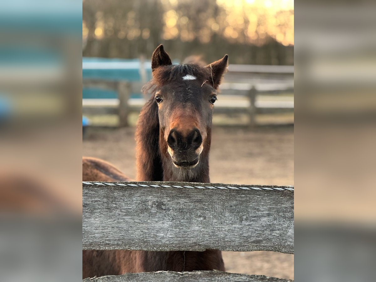 New Forest Pony Mix Mare 1 year 13,2 hh Bay-Dark in G&#xFC;ster