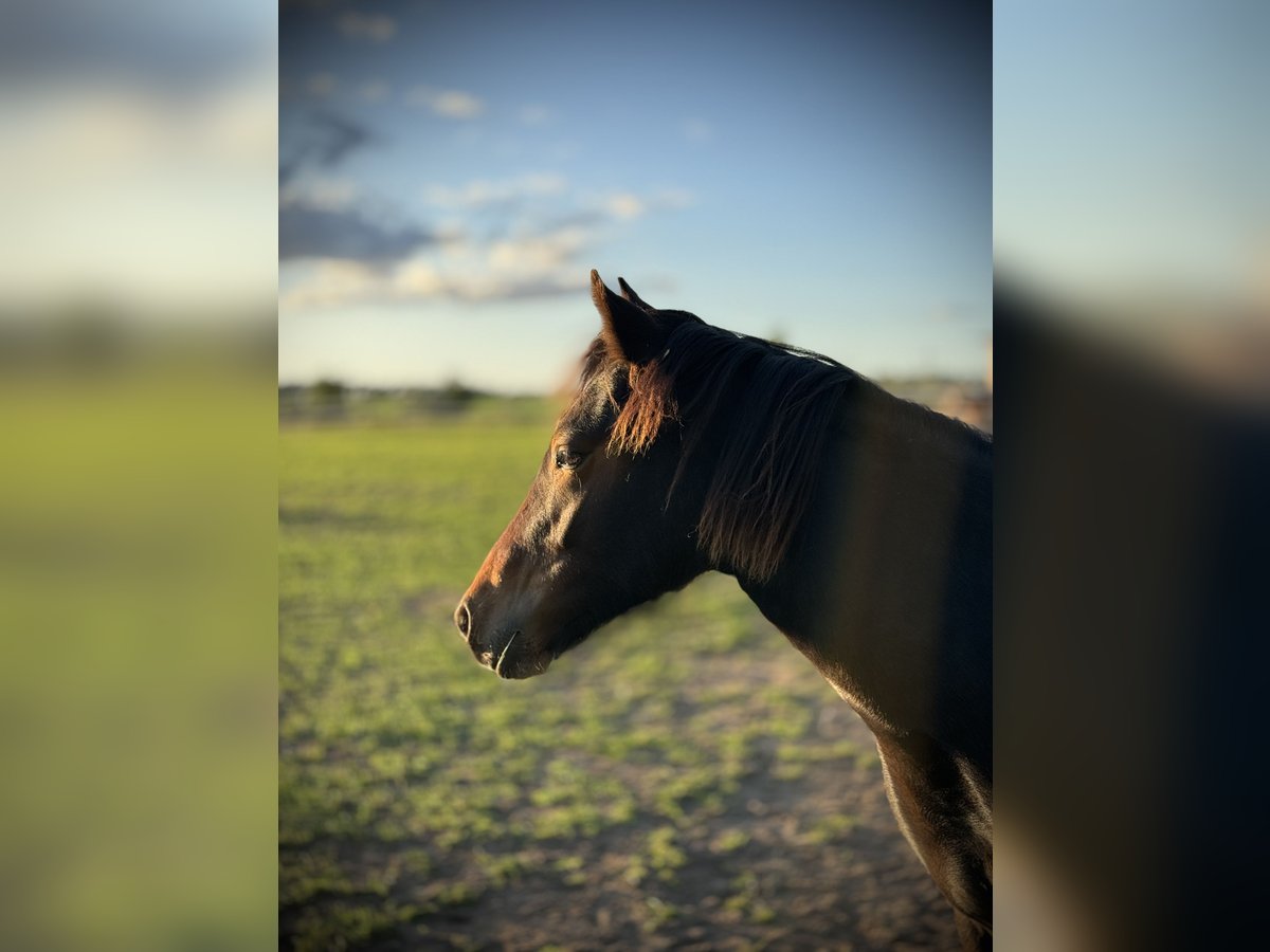 New Forest Pony Mix Mare 1 year 13,2 hh Brown in Gudow