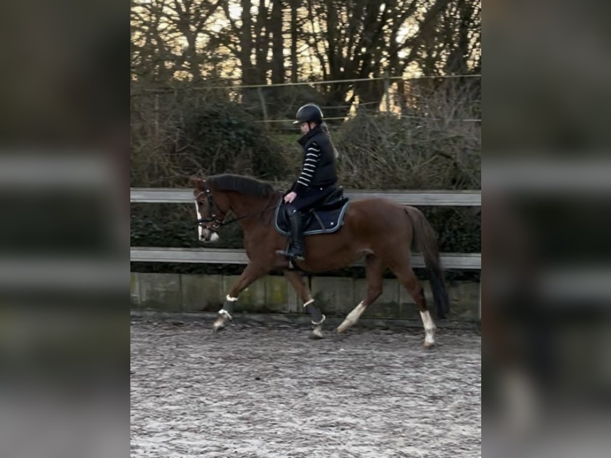 New Forest Pony Mare 20 years 14,1 hh Chestnut-Red in Borod