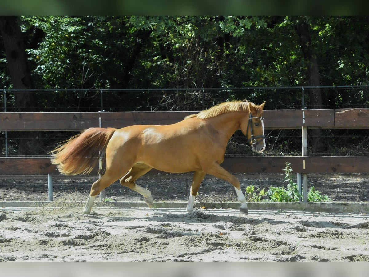 New Forest Pony Mare 2 years 13,1 hh in Nistelrode