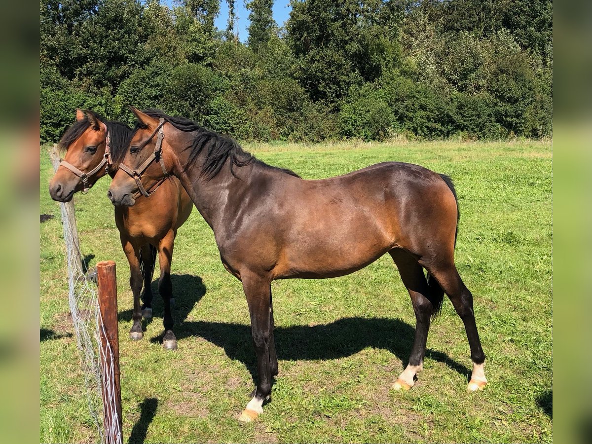 New Forest Pony Mare 2 years 14,1 hh Brown in Finsterwolde