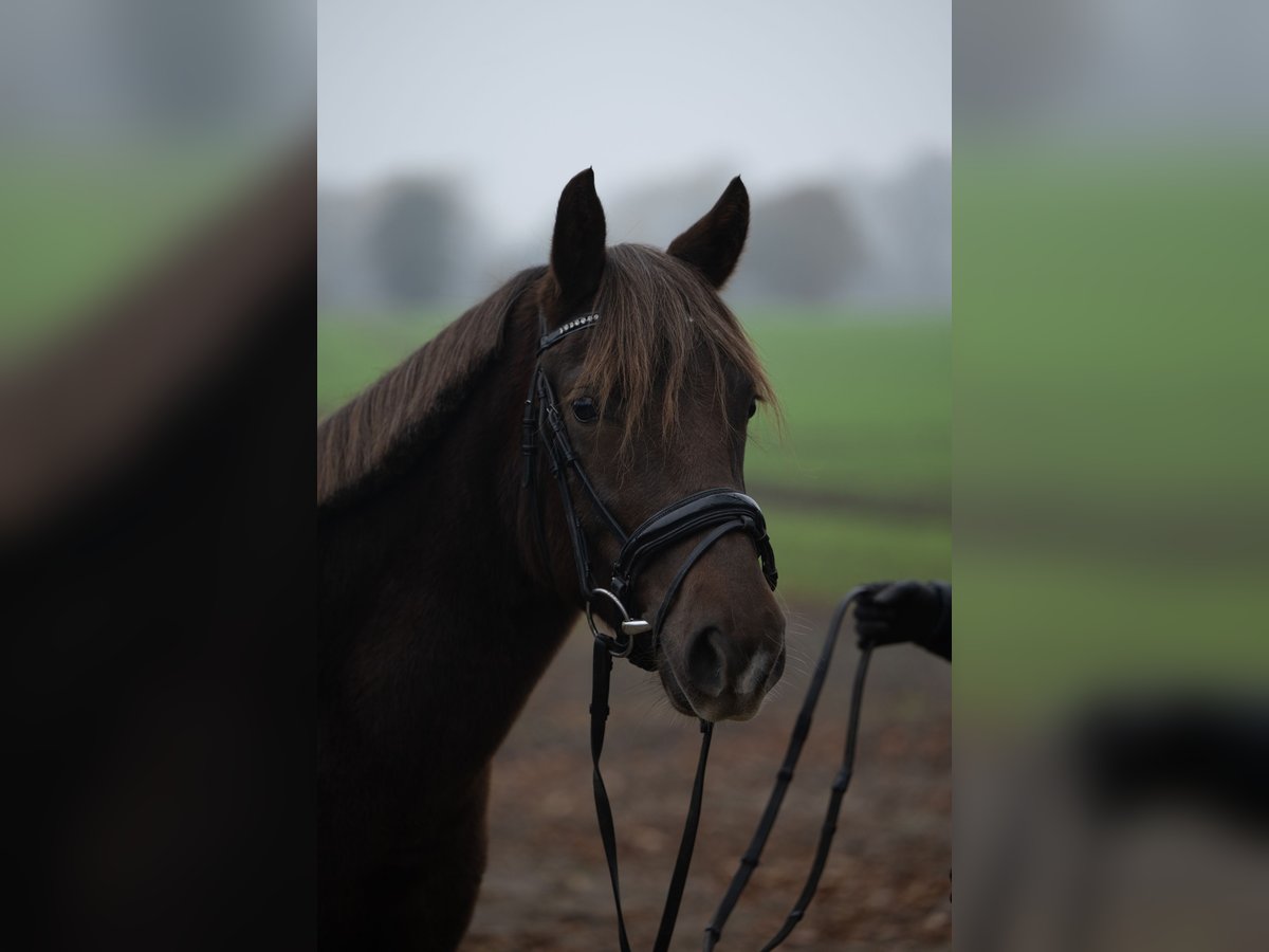 New Forest Pony Mare 3 years 13,2 hh Chestnut in Pronstorf