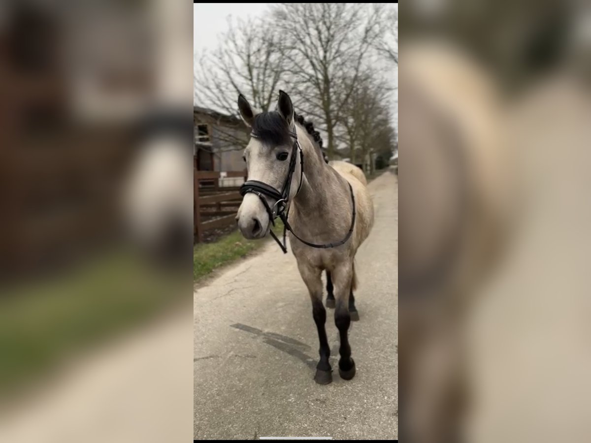 New Forest Pony Mare 3 years 13,2 hh Dun in Blekendorf