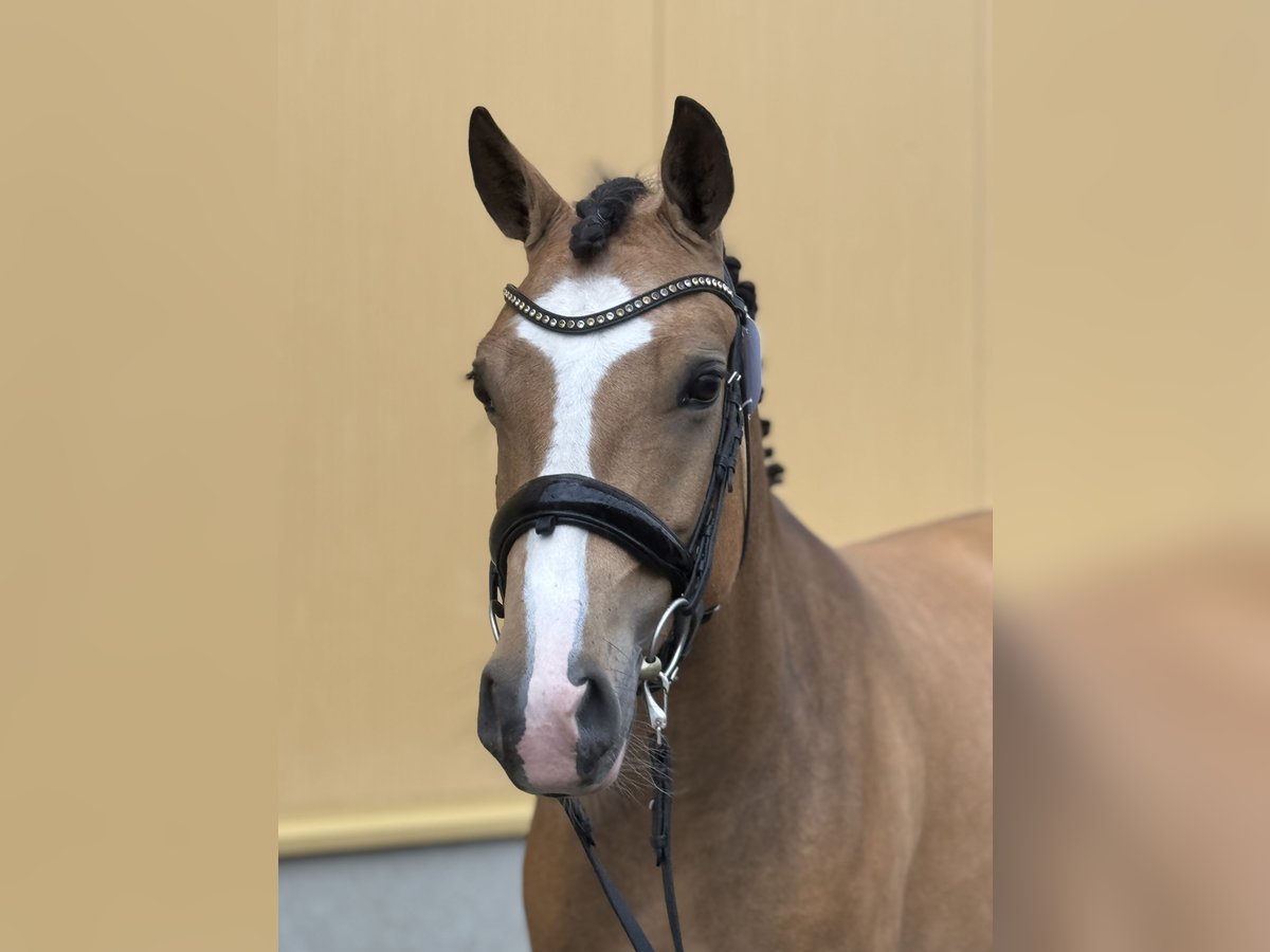 New Forest Pony Mare 4 years 14,1 hh Buckskin in Nunspeet