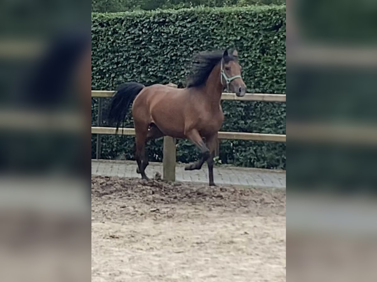 New Forest Pony Mare 5 years 14,2 hh Brown in Steensel