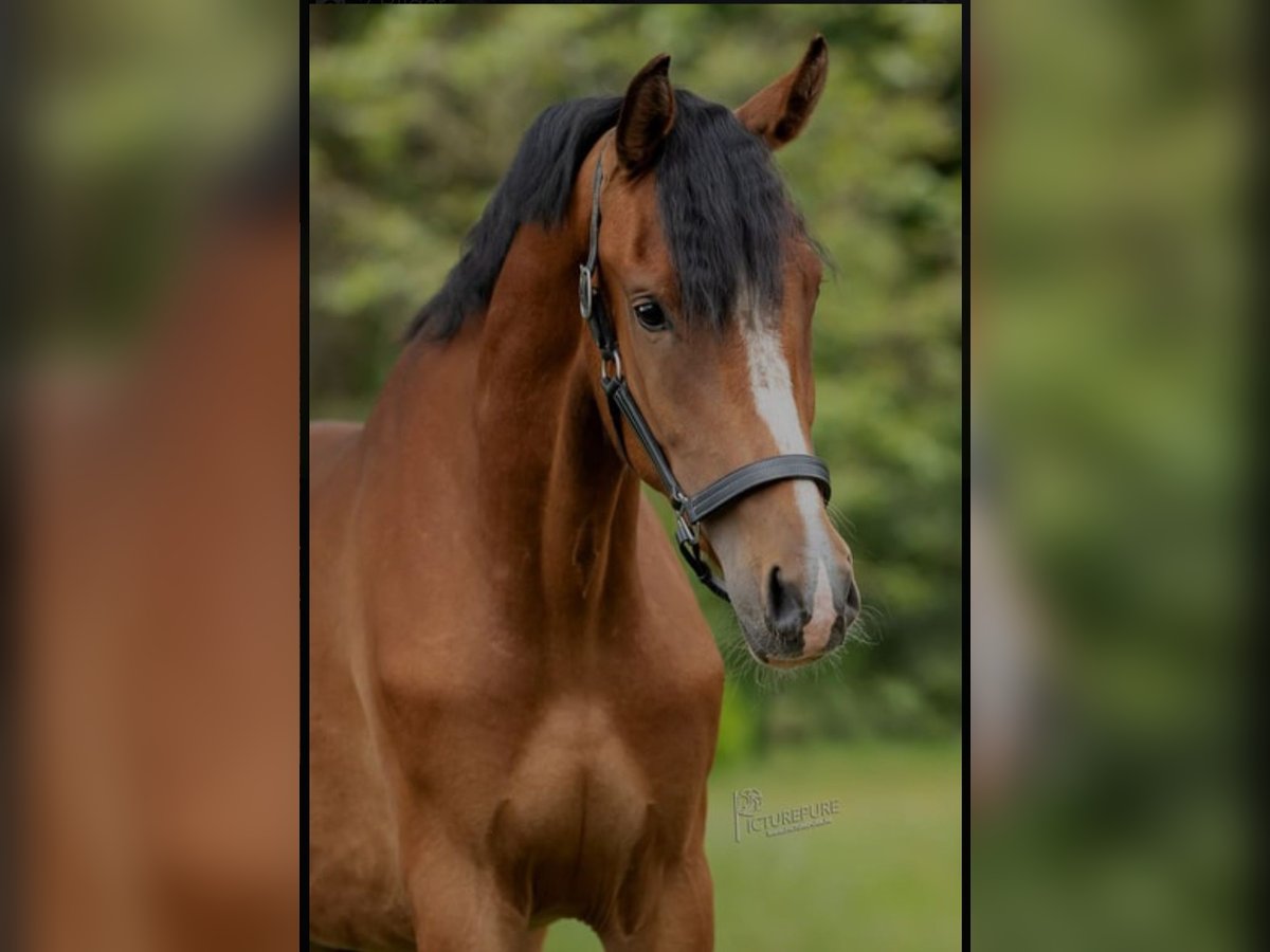 New Forest Pony Mare 5 years 16 hh Brown-Light in Seelitz