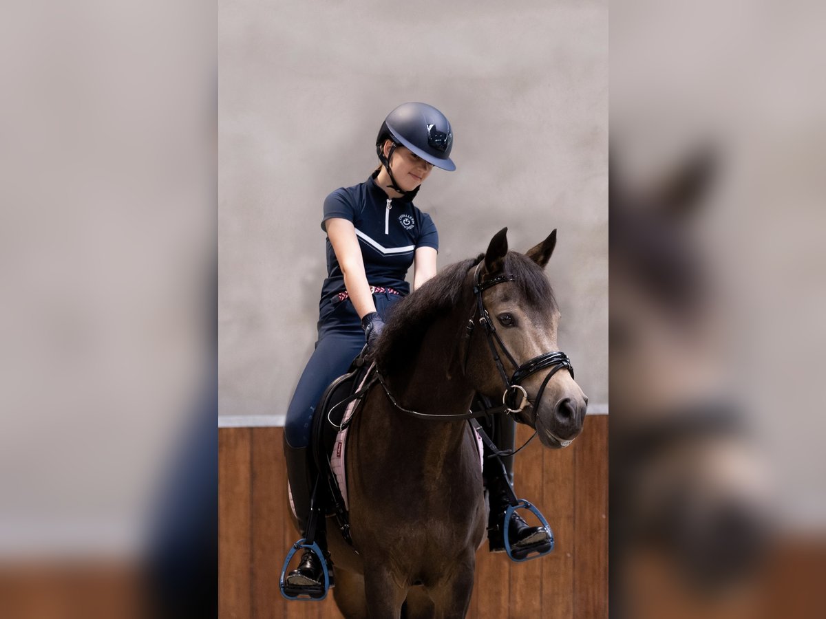 New Forest Pony Mare 6 years 14,1 hh in Moergestel