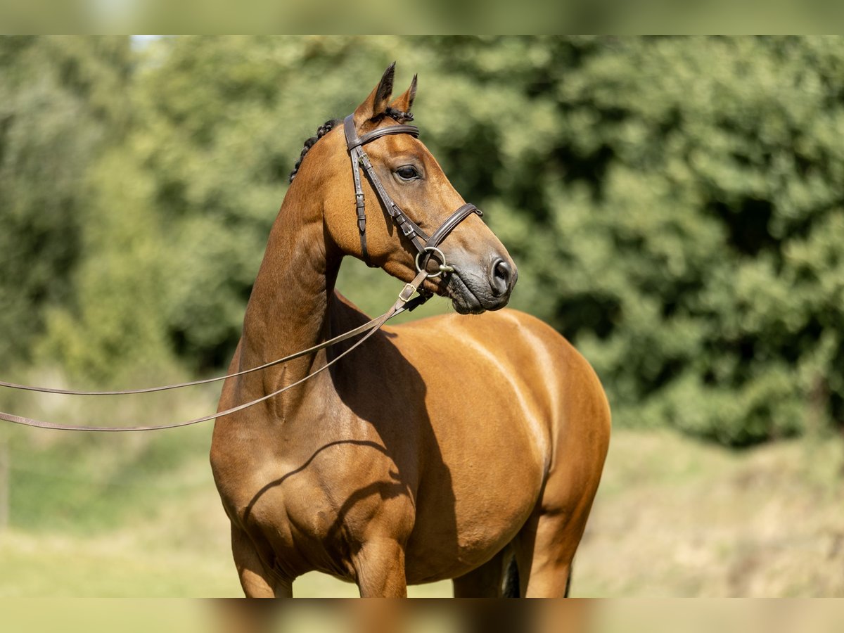New Forest Pony Mare 7 years 13,3 hh Brown in Heinzenbach