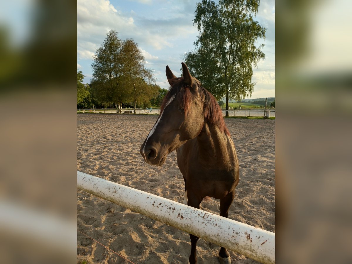 New Forest Pony Mix Mare 7 years 14,2 hh Black in Drolshagen