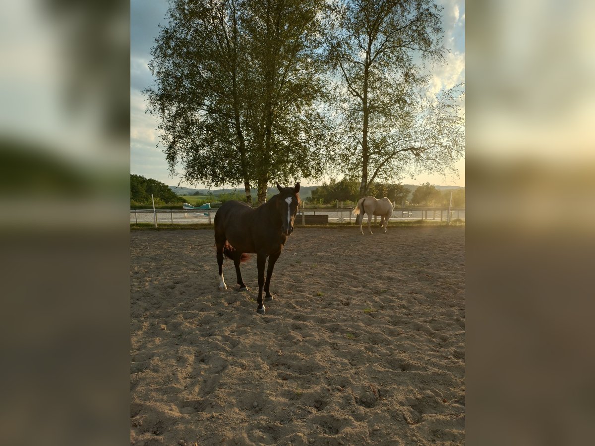 New Forest Pony Mix Mare 7 years Black in Drolshagen