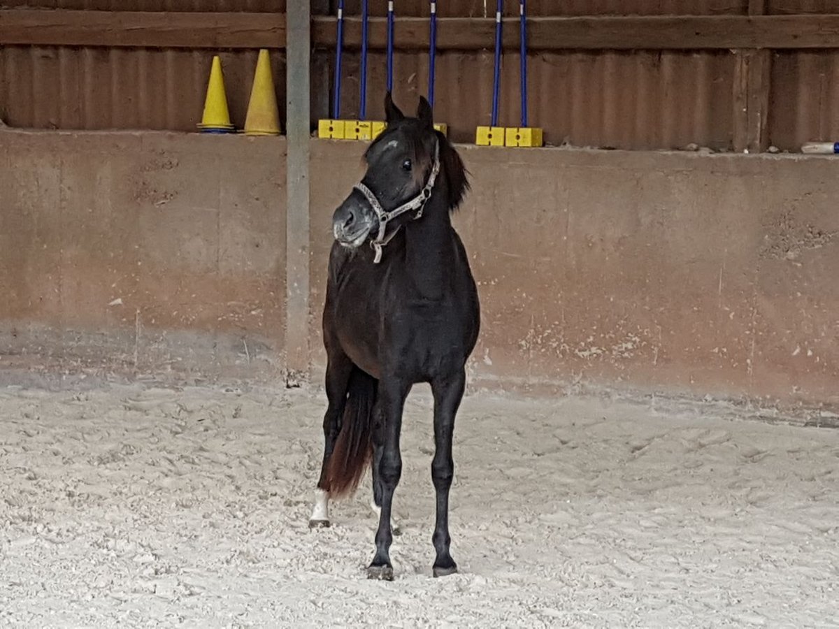 New Forest Pony Mix Mare 9 years 13,2 hh Black in Dietrichingen