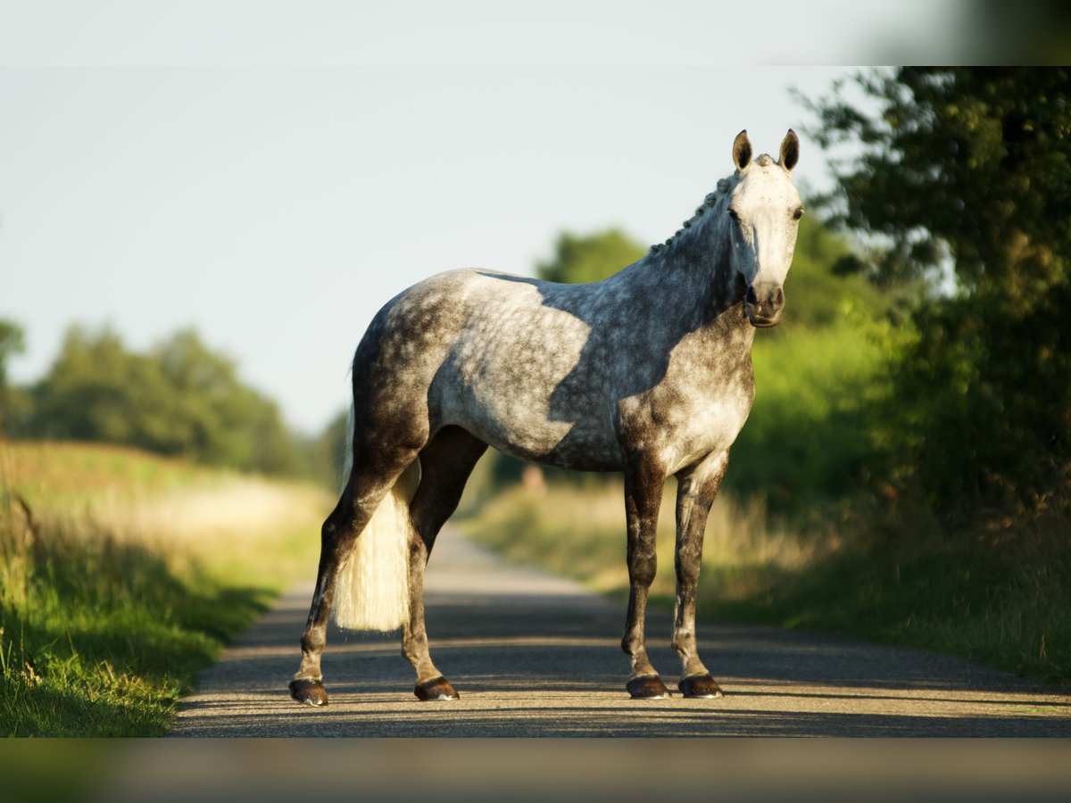 New Forest Pony Mare 9 years 14,1 hh Gray in Haaksbergen