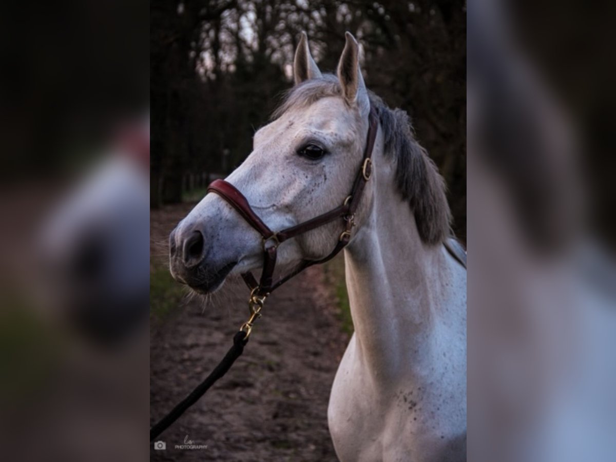 New Forest Pony Mix Mare 9 years 14,1 hh Gray in Wesel