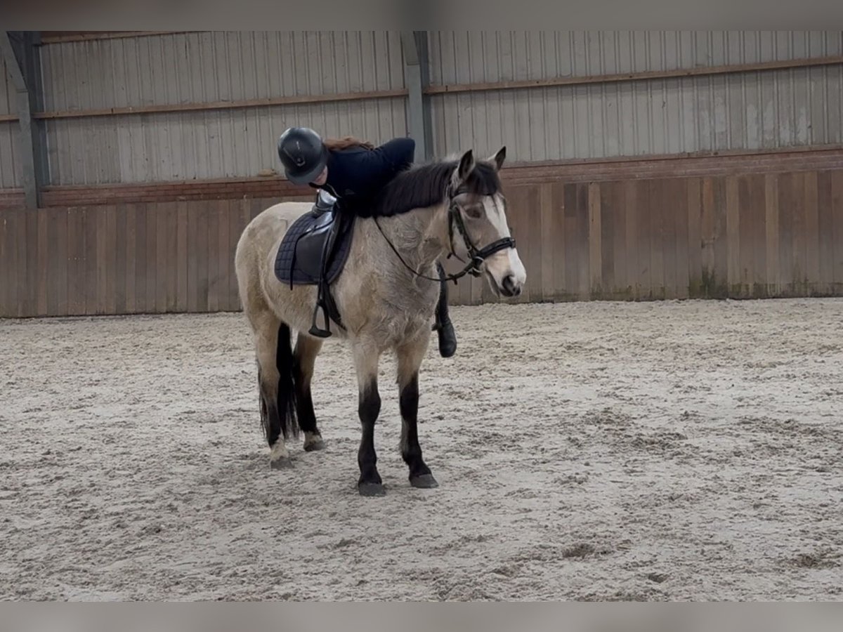 New Forest Pony Mare 9 years 14,1 hh Dun in Zieuwent