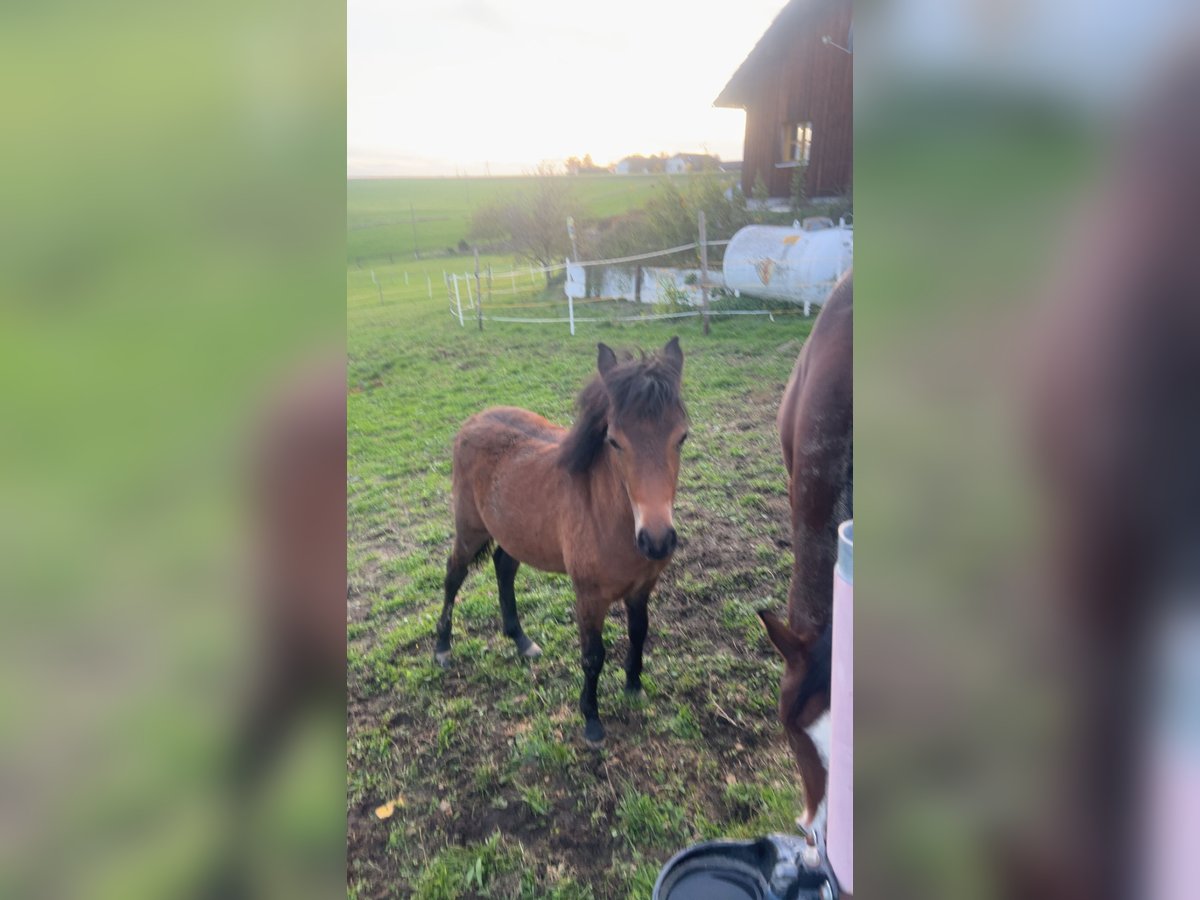 New Forest Pony Mix Mare Foal (04/2024) 14,1 hh in Linz