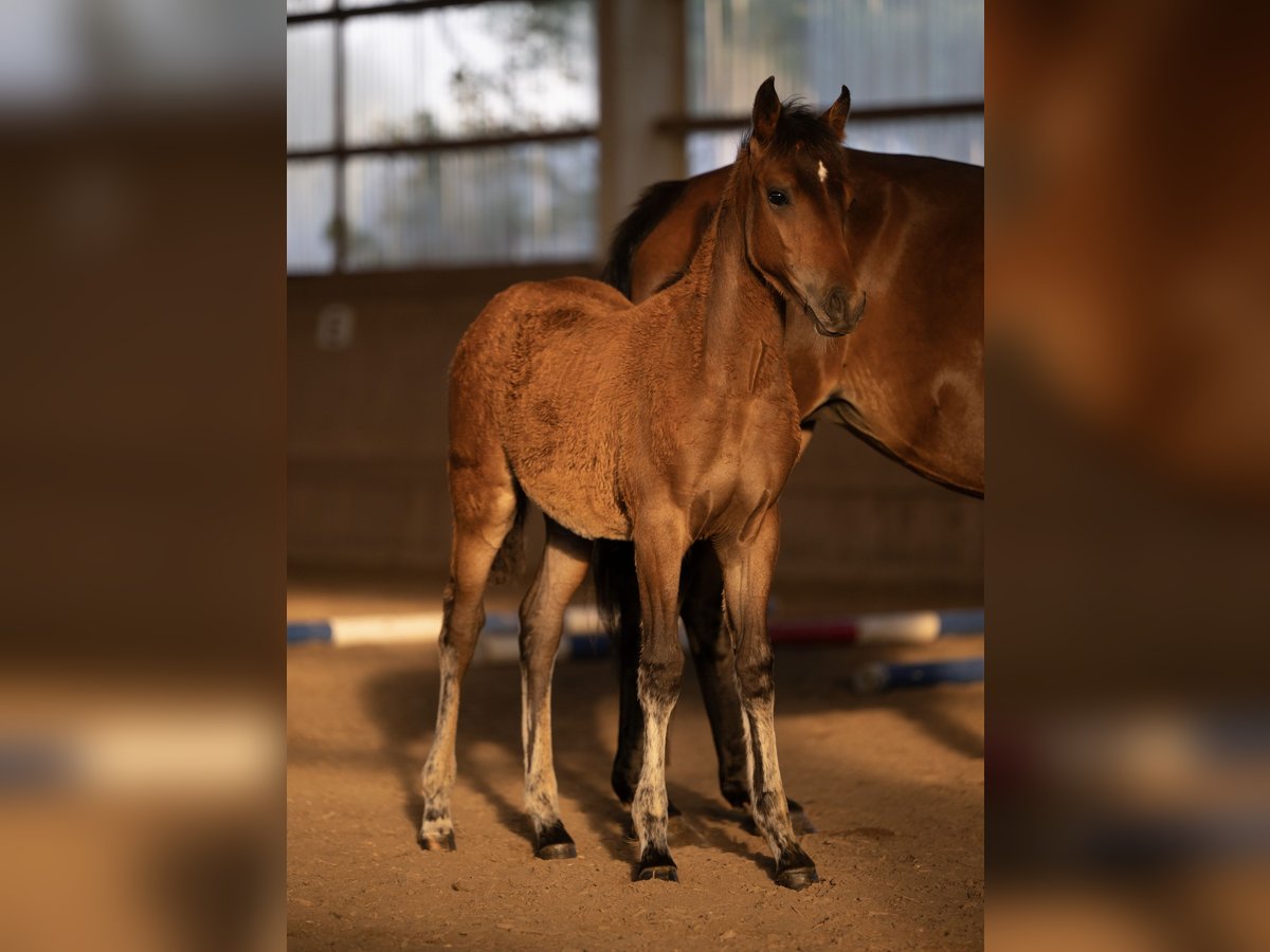 New Forest Pony Mare Foal (04/2025) 14,1 hh Brown in Wisch